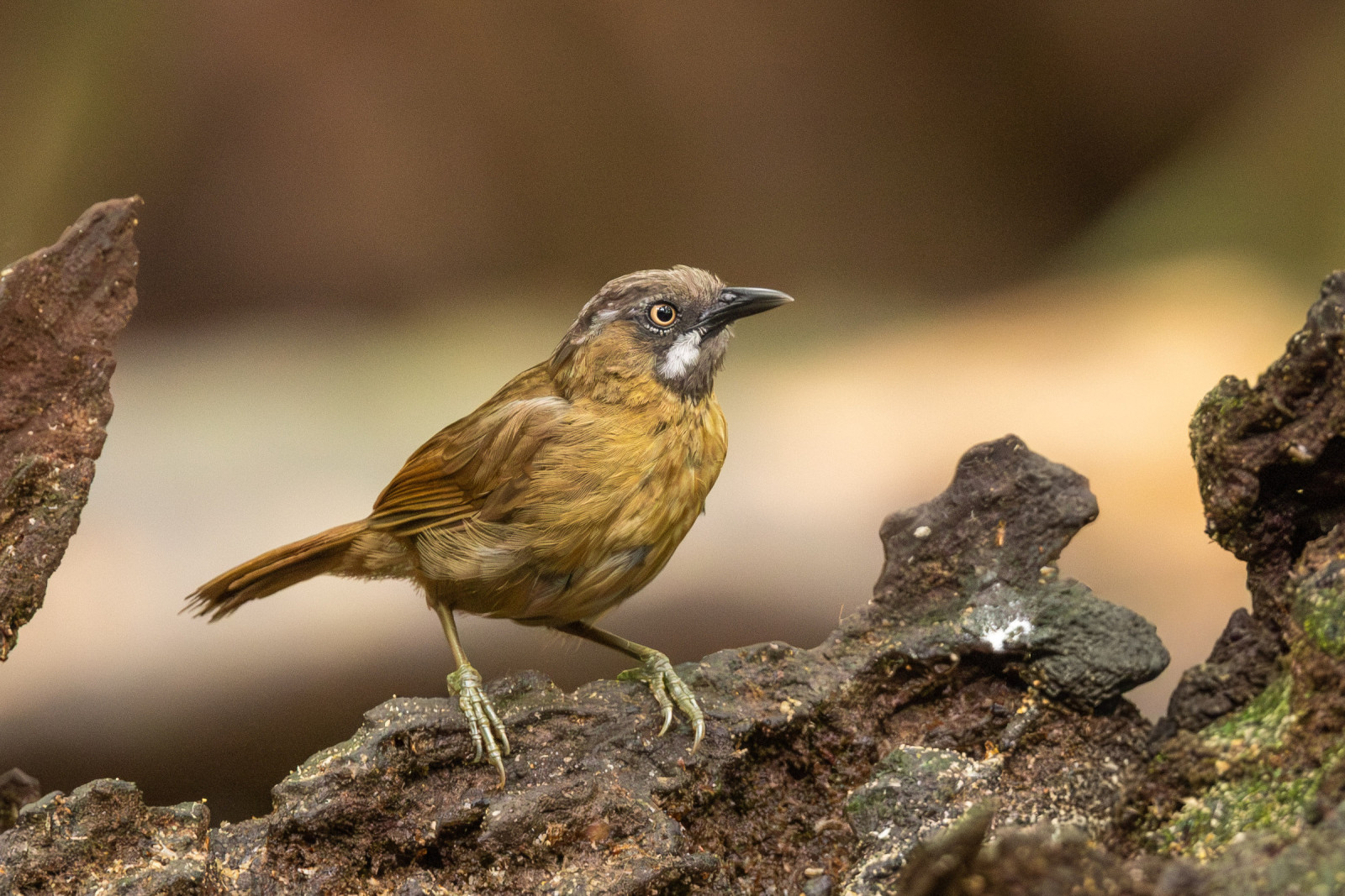 image Grey-throated Babbler